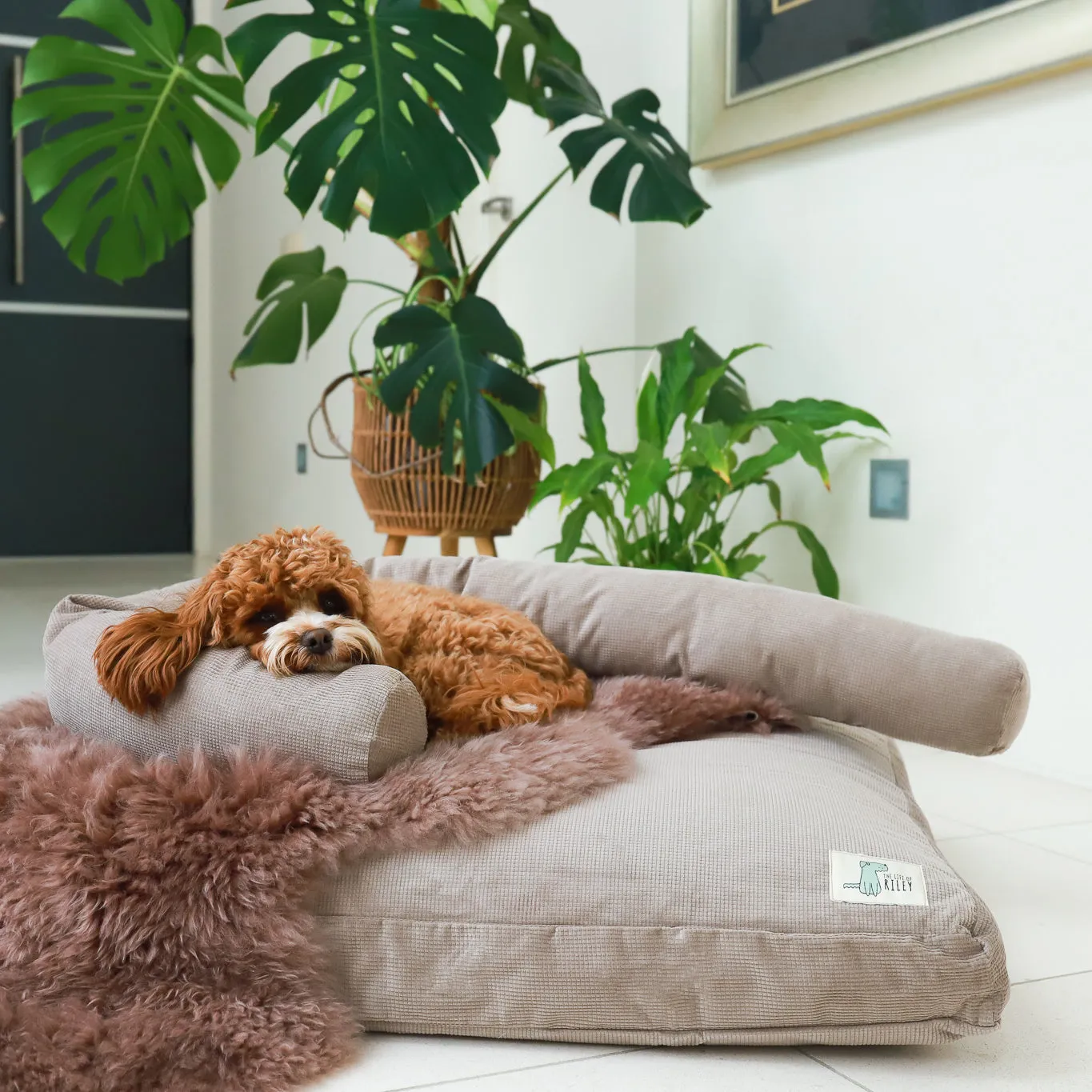 Luxury Dog Bed Bundle